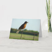 （鳥）ショウジョウコウカンチョウかロビンの嬉しい歌 カード (裏面)