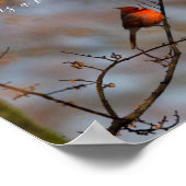 (鳥)ショウジョウコウカンチョウが現れると写真 ポスター (角)