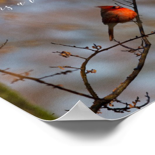 （鳥）ショウジョウコウカンチョウが現れると写真 ポスター (角)