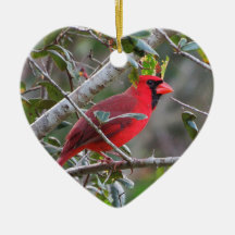 （鳥）ショウジョウコウカンチョウが現れると天国から愛される人は