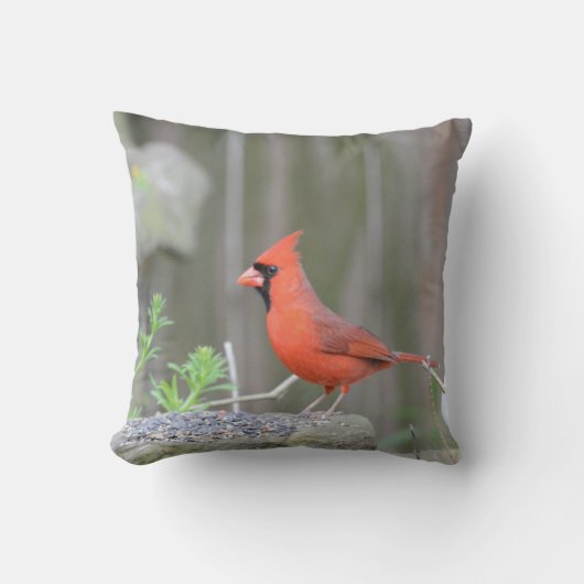 （鳥）ショウジョウコウカンチョウが石灰を守ってる！ クッション (正面)