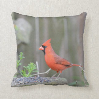 （鳥）ショウジョウコウカンチョウが石灰を守ってる！ クッション