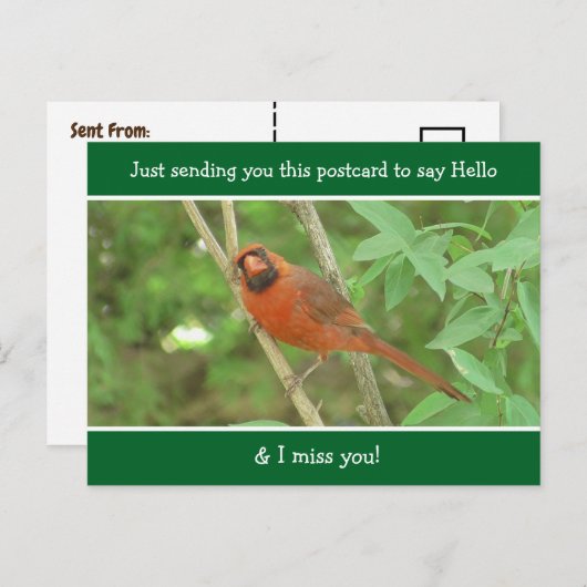 （鳥）ショウジョウコウカンチョウことわざこんにちは恋しく思お前 ポストカード (正面/裏面)