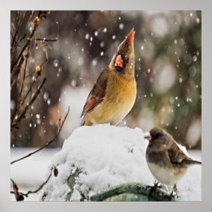 (鳥)ショウジョウコウカンチョウと雪の中の雀 ポスター