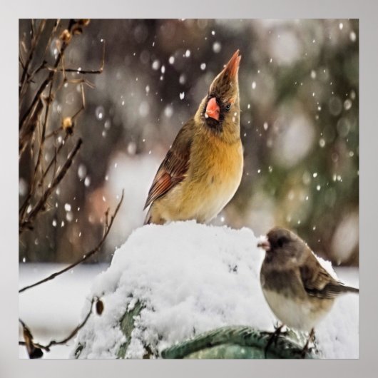 （鳥）ショウジョウコウカンチョウと雪の中の雀 ポスター (正面)