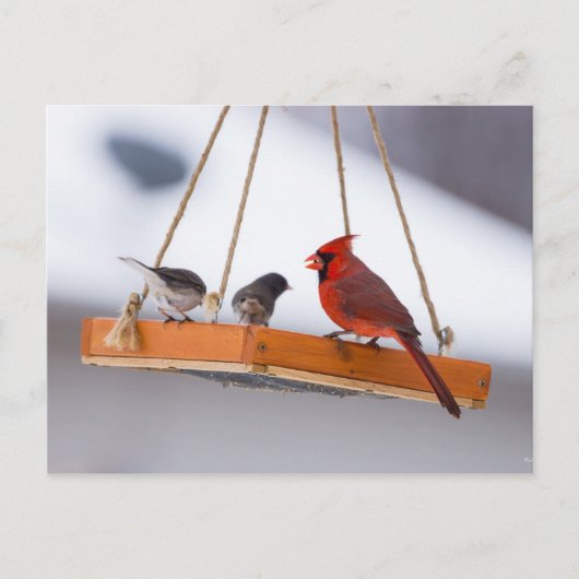 （鳥）ショウジョウコウカンチョウとJuncosはがき ポストカード (正面)