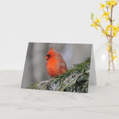 （鳥）ショウジョウコウカンチョウのグリーティングカード カード (黄色い花)