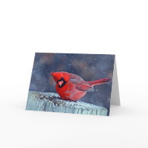 （鳥）ショウジョウコウカンチョウのグリーティングカード