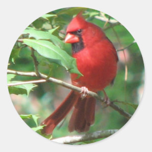 (鳥)ショウジョウコウカンチョウのステッカー ラウンドシール