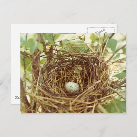(鳥)ショウジョウコウカンチョウのネストポストカード ポストカード (正面/裏面)