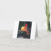 （鳥）ショウジョウコウカンチョウのメッセージカード カード (裏面)