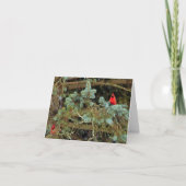 （鳥）ショウジョウコウカンチョウのメッセージカード カード (正面)