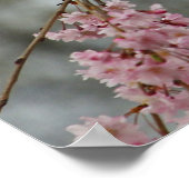 （鳥）ショウジョウコウカンチョウの上の涙のさくらんぼツリー ポスター (角)