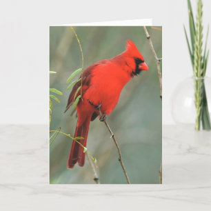 (鳥)ショウジョウコウカンチョウの写真 カード