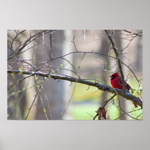 (鳥)ショウジョウコウカンチョウの写真 ポスター