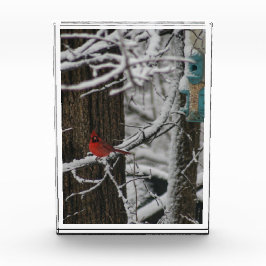 （鳥）ショウジョウコウカンチョウの森III フォトブロック