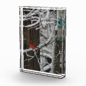 (鳥)ショウジョウコウカンチョウの森III フォトブロック (右)