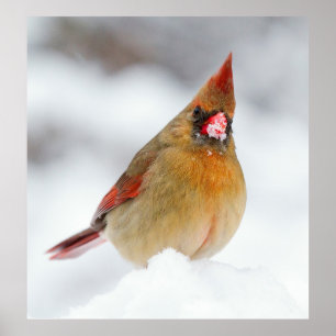 (鳥)ショウジョウコウカンチョウの雌鳥が雪の中 ポスター