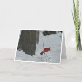 （鳥）ショウジョウコウカンチョウの雪 カード