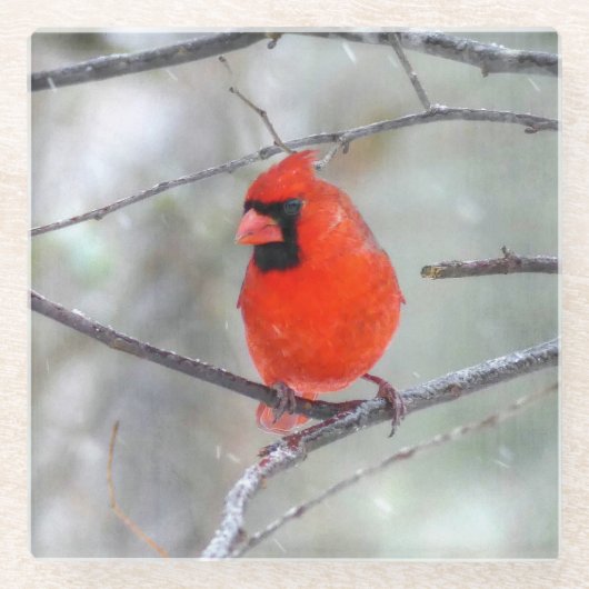 （鳥）ショウジョウコウカンチョウの雪 ガラスコースター (正面)