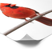 （鳥）ショウジョウコウカンチョウの雪 ポスター (角)