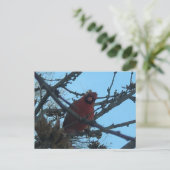 （鳥）ショウジョウコウカンチョウはがき ポストカード (スタンド正面)