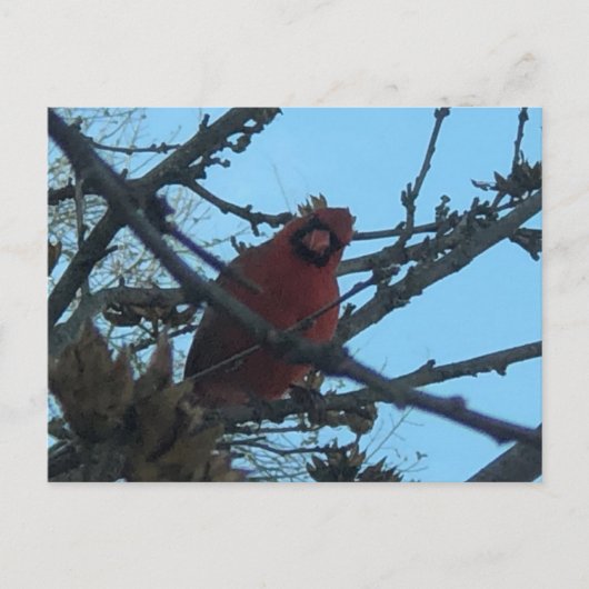 （鳥）ショウジョウコウカンチョウはがき ポストカード (正面)