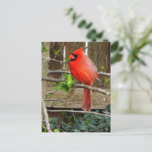 （鳥）ショウジョウコウカンチョウはがき ポストカード (スタンド正面)