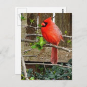 （鳥）ショウジョウコウカンチョウはがき ポストカード (正面/裏面)