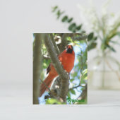 （鳥）ショウジョウコウカンチョウはがき… ポストカード (スタンド正面)