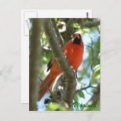 （鳥）ショウジョウコウカンチョウはがき… ポストカード (正面/裏面)