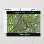 (鳥)ショウジョウコウカンチョウを見るたび考えに ポストカード (正面/裏面)