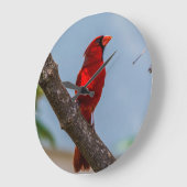 （鳥）ショウジョウコウカンチョウアクリル製の壁時計、円形 ラージ壁時計 (傾斜)