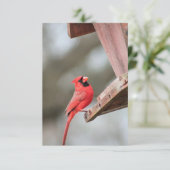 (鳥)ショウジョウコウカンチョウアットフィーダーノテ空白のカード 出欠カード (スタンド正面)