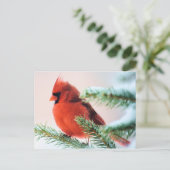 （鳥）ショウジョウコウカンチョウイン雪の夕焼けもみ ポストカード (スタンド正面)