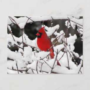 (鳥)ショウジョウコウカンチョウイン雪 – 鳥 ポストカード