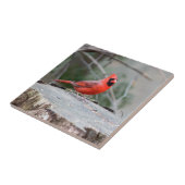 （鳥）ショウジョウコウカンチョウウッドランド タイル (側面)