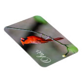 (鳥)ショウジョウコウカンチョウオハイオ磁石 マグネット (右側)