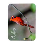 (鳥)ショウジョウコウカンチョウオハイオ磁石 マグネット (縦)