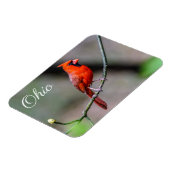 (鳥)ショウジョウコウカンチョウオハイオ磁石 マグネット (左側)