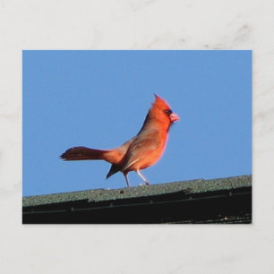 （鳥）ショウジョウコウカンチョウオンアルーフ ポストカード