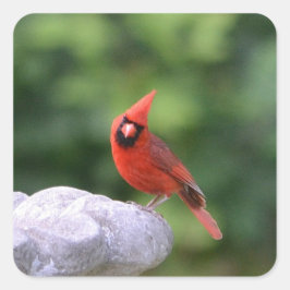 (鳥)ショウジョウコウカンチョウオンバードシール スクエアシール
