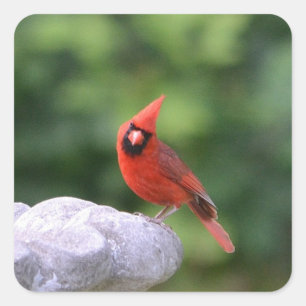 (鳥)ショウジョウコウカンチョウオンバードシール スクエアシール