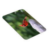 （鳥）ショウジョウコウカンチョウオンバードマグネット マグネット (右側)