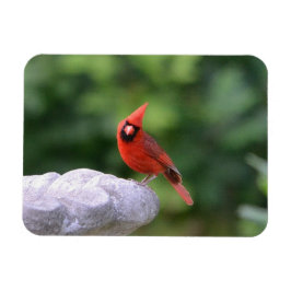 (鳥)ショウジョウコウカンチョウオンバードマグネット マグネット