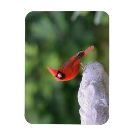 (鳥)ショウジョウコウカンチョウオンバードマグネット マグネット