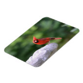 （鳥）ショウジョウコウカンチョウオンバードマグネット マグネット (左側)