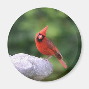 （鳥）ショウジョウコウカンチョウオンバードマグネット マグネット