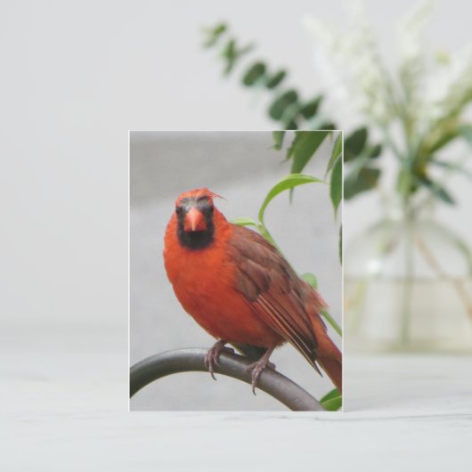 (鳥)ショウジョウコウカンチョウオンフィーダ ポストカード (スタンド正面)