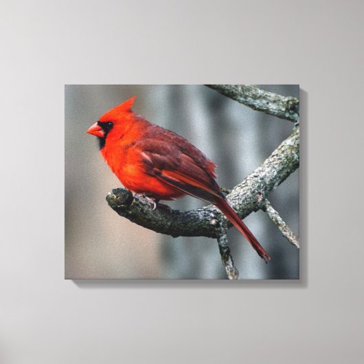 （鳥）ショウジョウコウカンチョウキャンバス印刷 キャンバスプリント (正面)